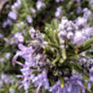 Meet your Posher, Kaylee